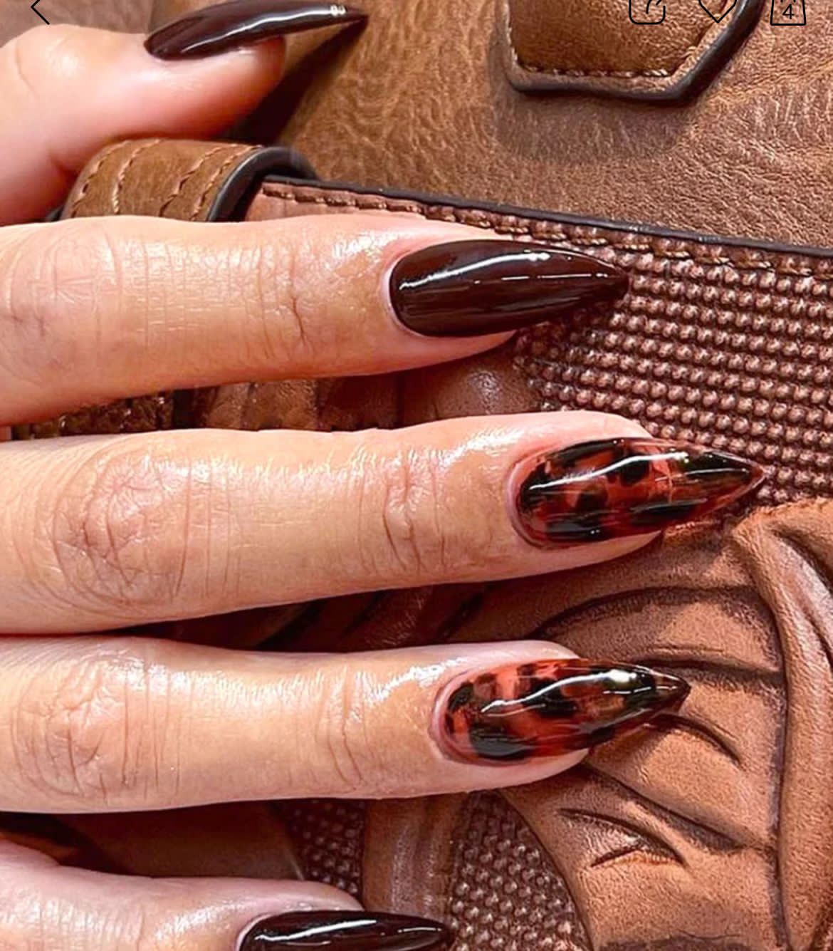 Tortoise & Chocolate Mix